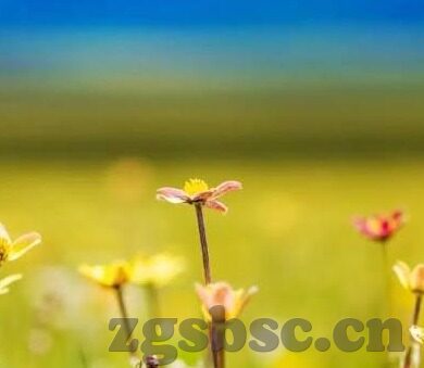 果冻传媒张芸熙-探索果冻传媒新星，张芸熙的璀璨之路