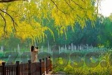 视频 麻豆-视频麻豆，互联网时代的信息传播新趋势